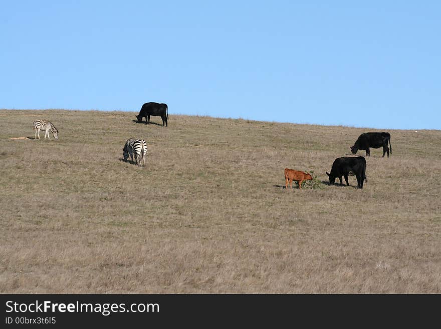 Picture taken in California of a pasture with cows and zebras. Picture taken in California of a pasture with cows and zebras