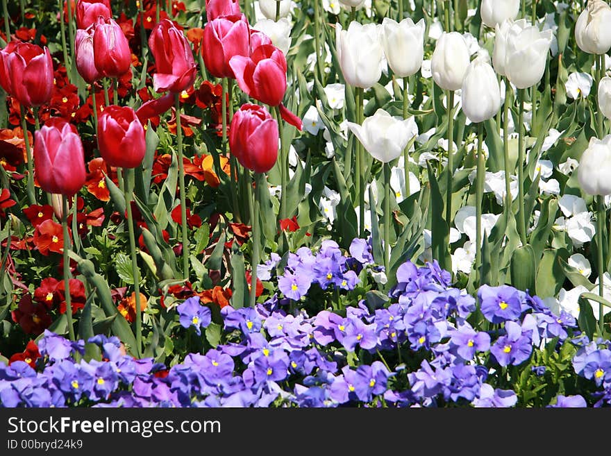 Colourful array of flowers taken at the Canberra Exhibition in October 2006. Colourful array of flowers taken at the Canberra Exhibition in October 2006