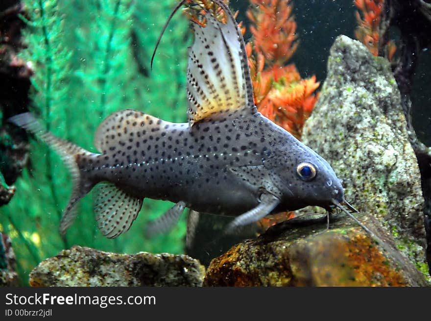 A cat fish in a fish aquarium