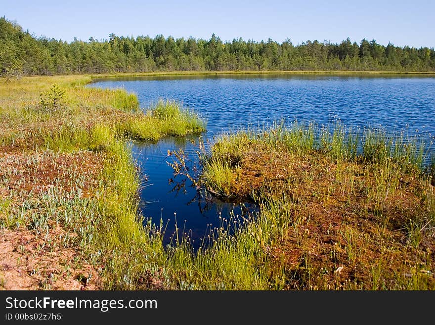 Coast of small lake