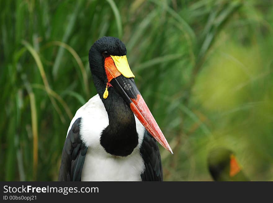 a wild life bird standing on the grass. a wild life bird standing on the grass