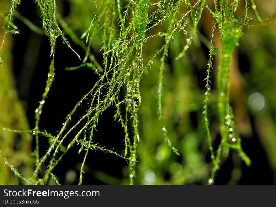 Water droplets on strands of hanging moss.