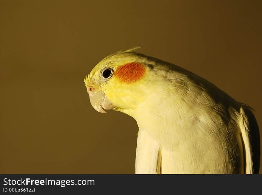 Lutino Cockatiel