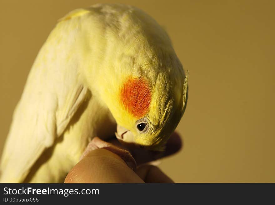 Lutino cockatiel