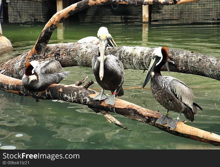 Three brown pelicans