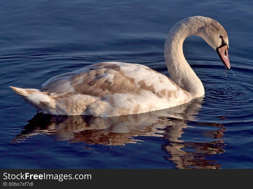 Small swan in the lake