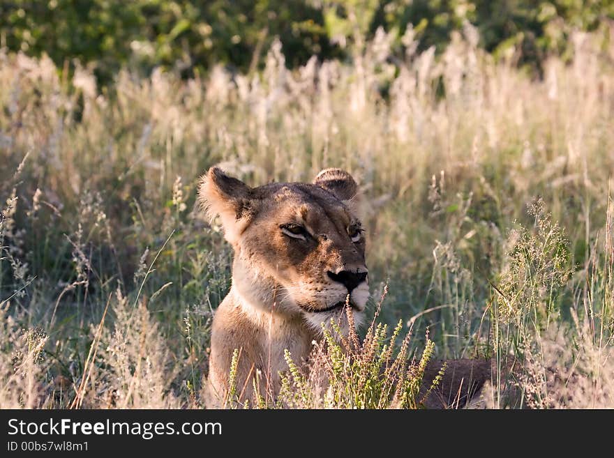 Lioness in Kruger National Park South Africa