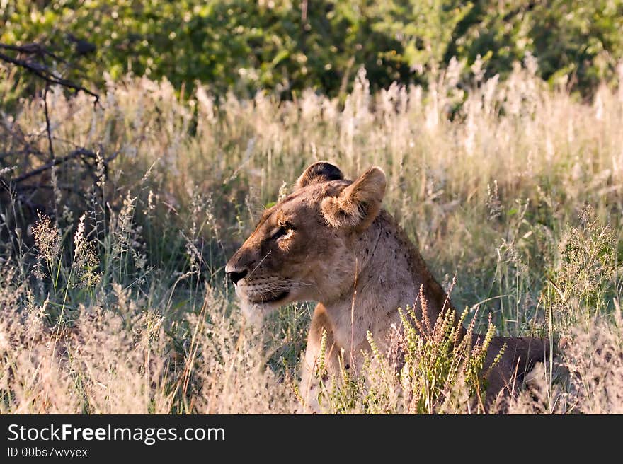 Lioness in Kruger National Park South Africa