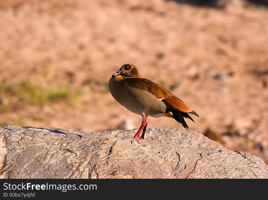 Egyptian geese in Kruger National Park South Africa