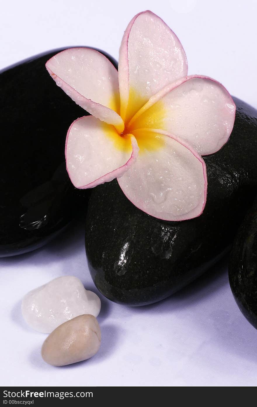 Frangipane flower and pebbles