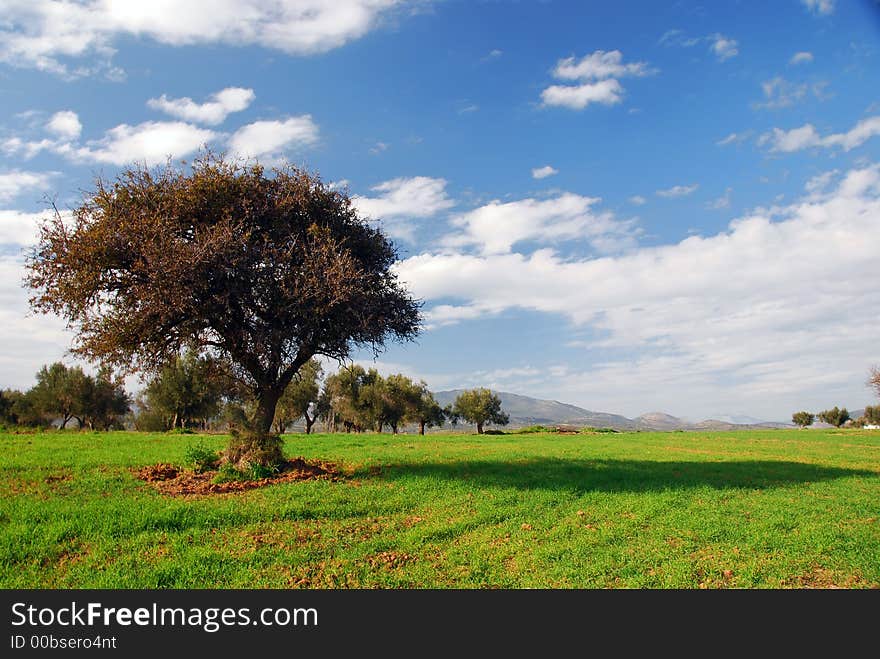 Green fields, blue sky, lonely tree