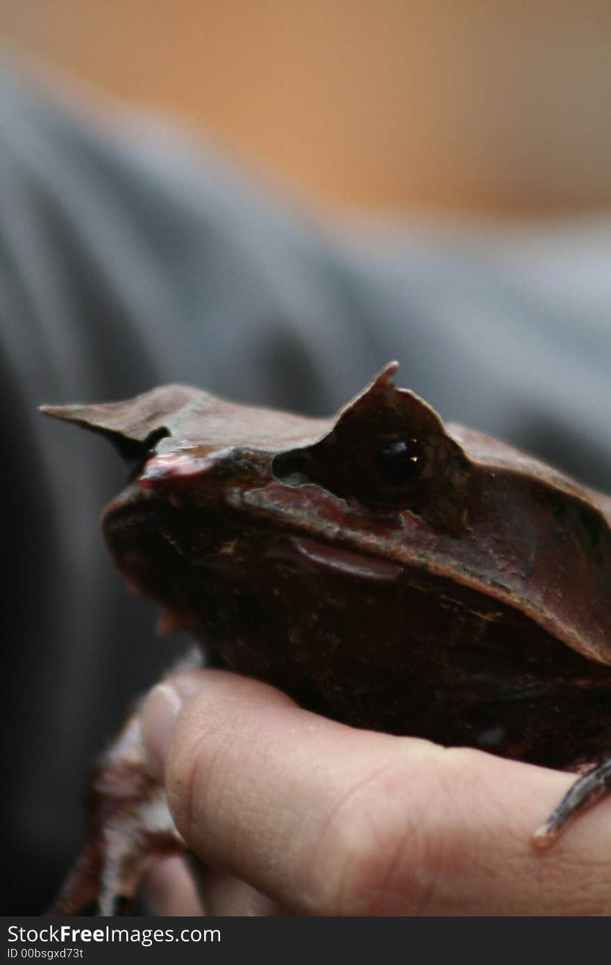 Malayan horned eye frog