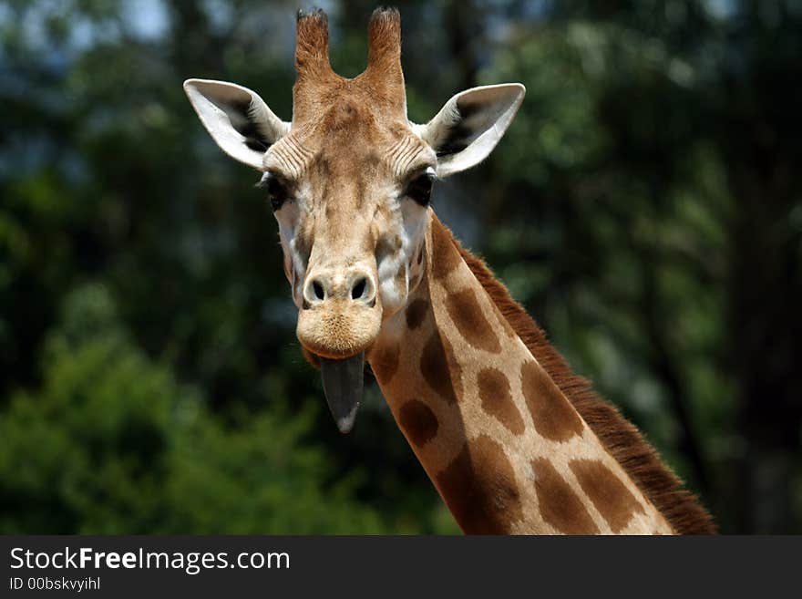 Funny Girafe