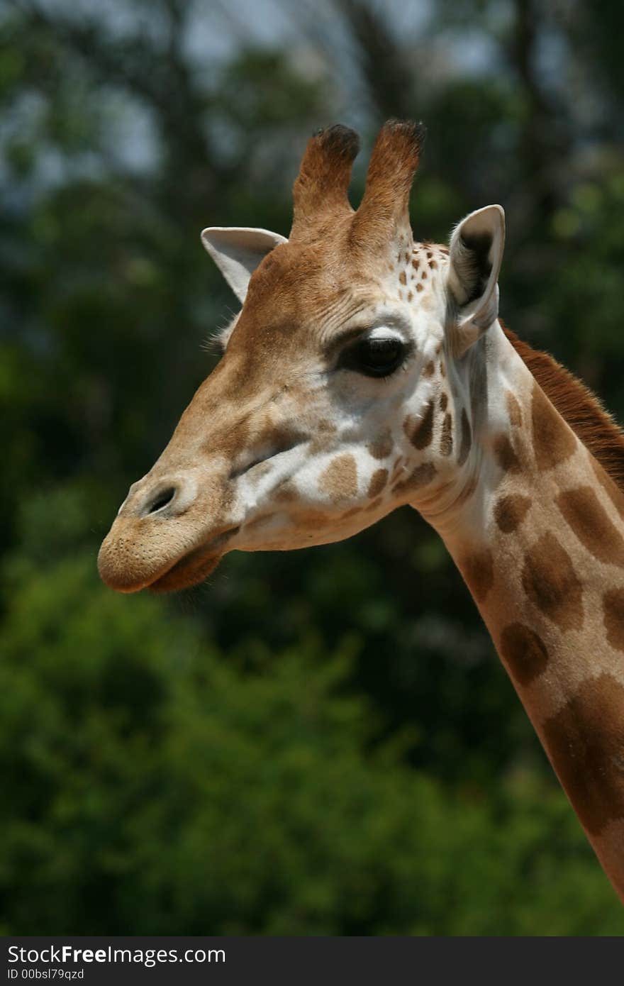 Adult girafe face on tree background