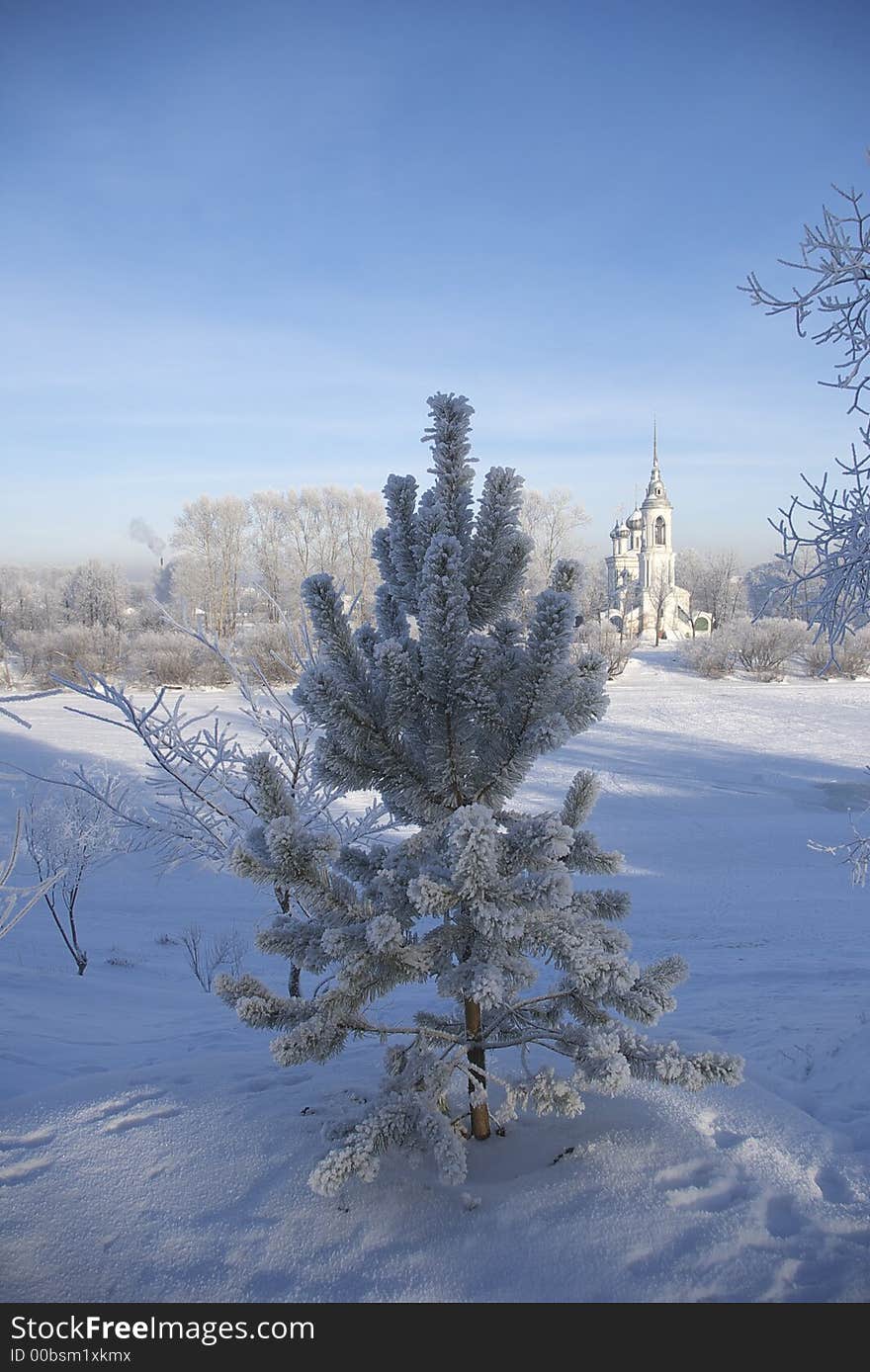 Rime Pine tree