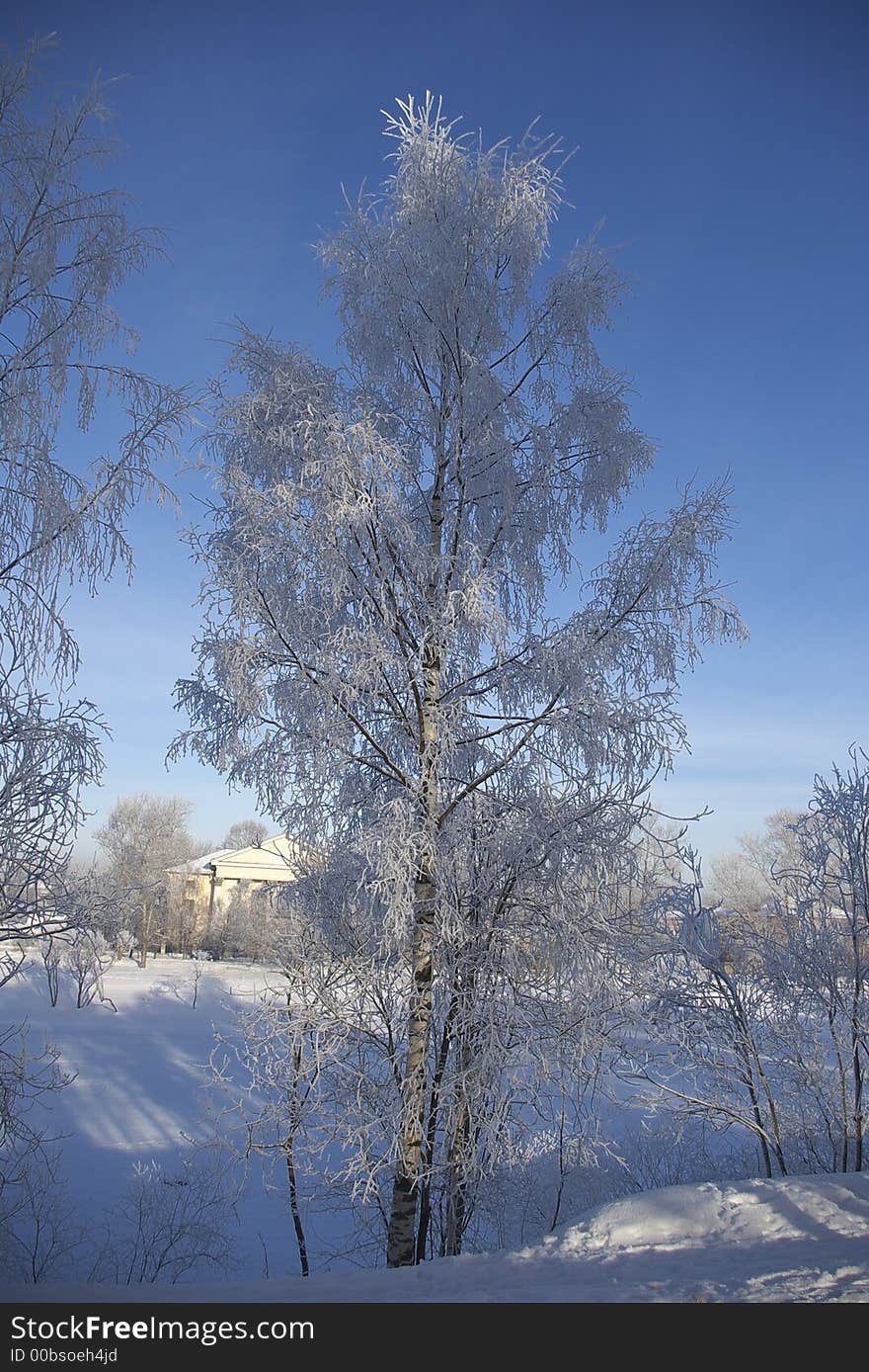 Rime birch 1