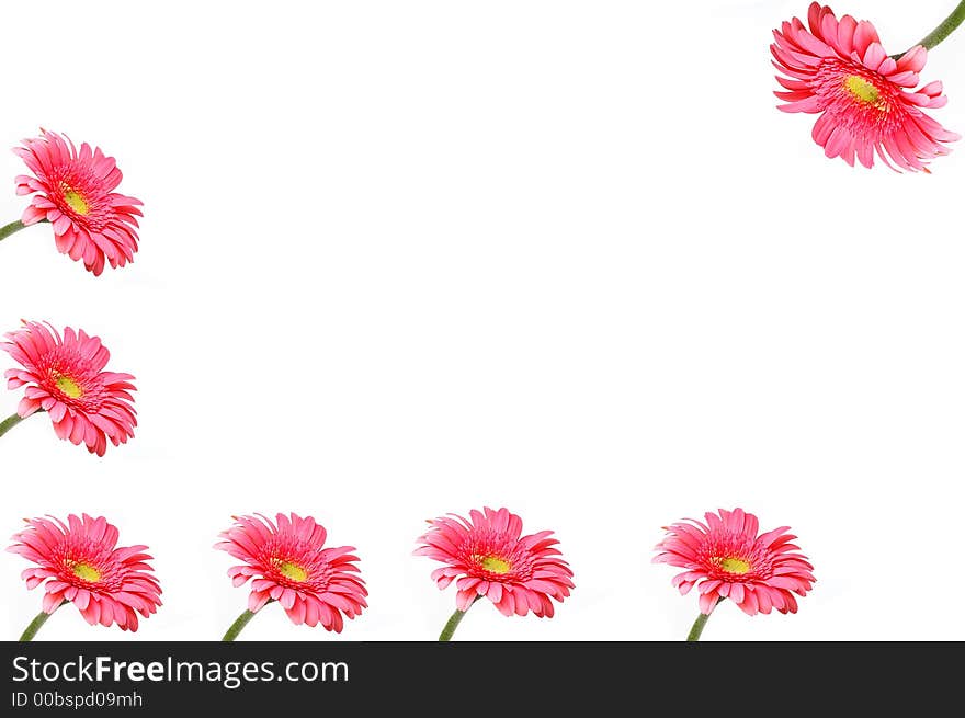 Close-up of a pink daisy with water droplets. Close-up of a pink daisy with water droplets