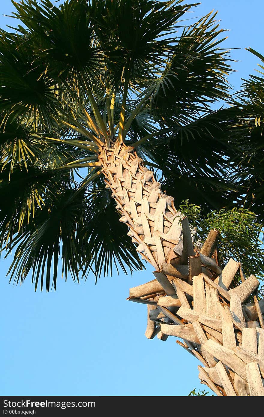 Palm-tree in Thailand. Diagonal image