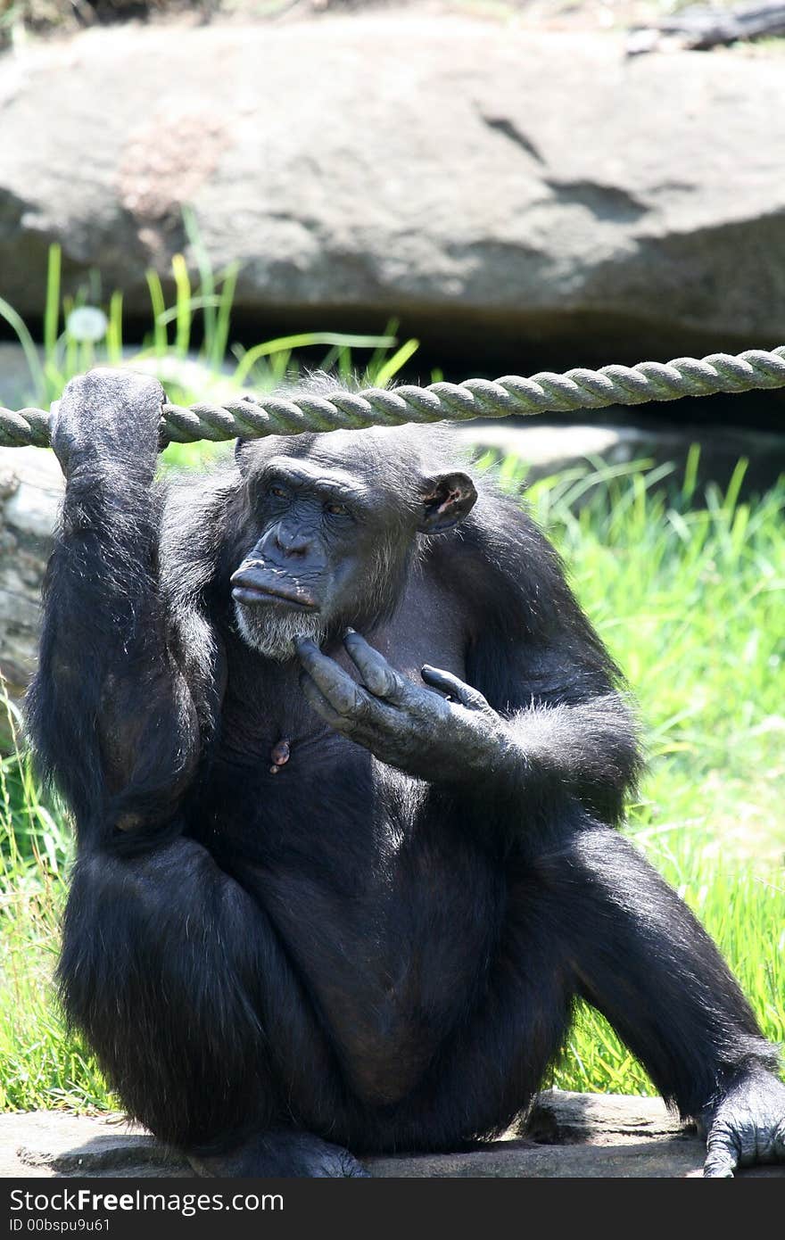 Monkey Scratching His Chin