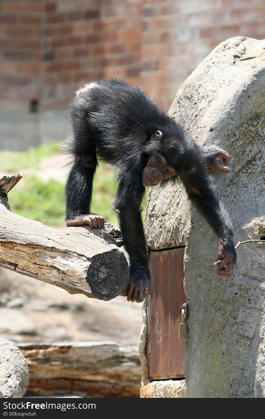 Young monkey playing