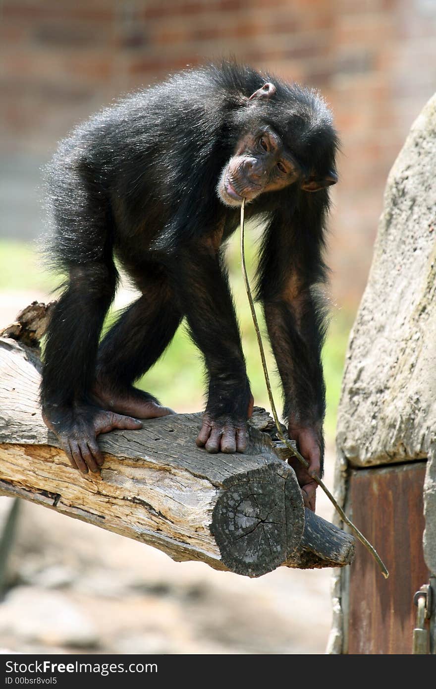 Young chimpanzee on a tree with a branch in his mouth