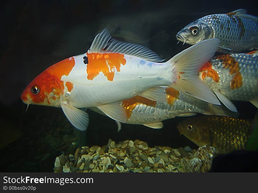 Group of different fish amicably sails in aquarium. Group of different fish amicably sails in aquarium