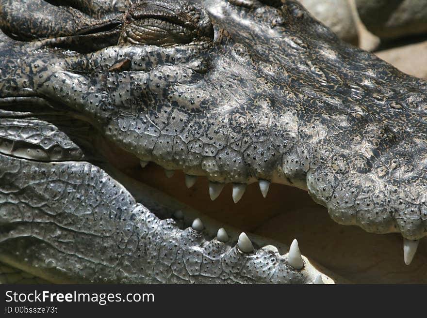 Crocodile mouth looking like a smile. Crocodile mouth looking like a smile