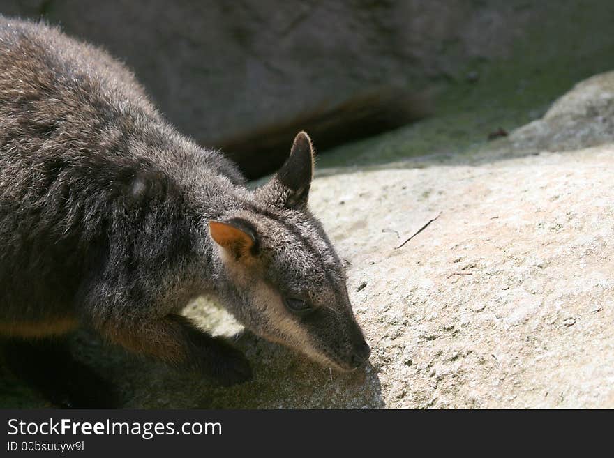 Young wallaby looking for food