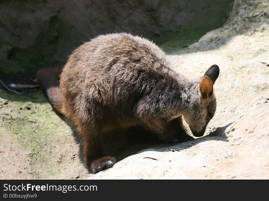 Wallaby on rocks under the sun