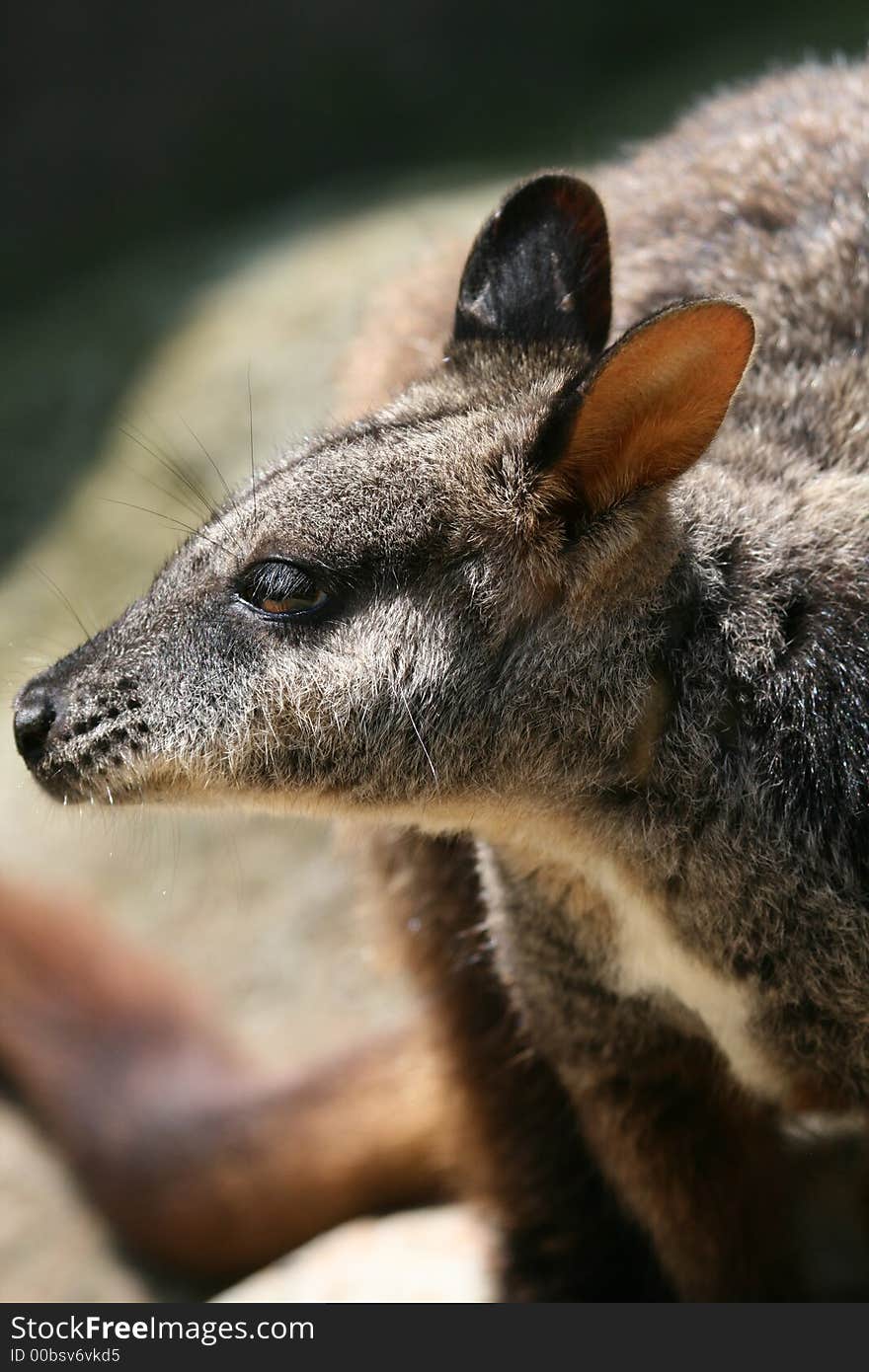 Young wallaby face close up