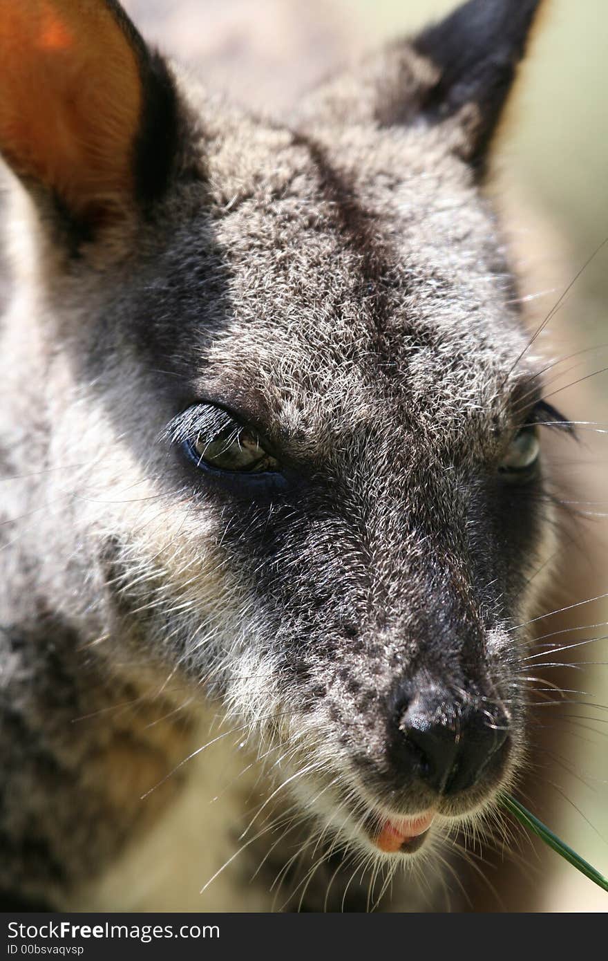 Adult wallaby eyes close up