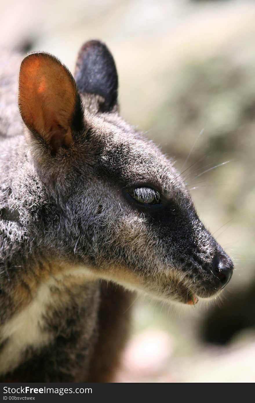 Wallaby head close up view