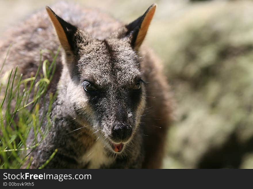 Adult wallaby in the wild