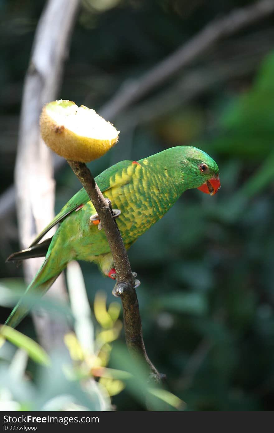 Green parrot