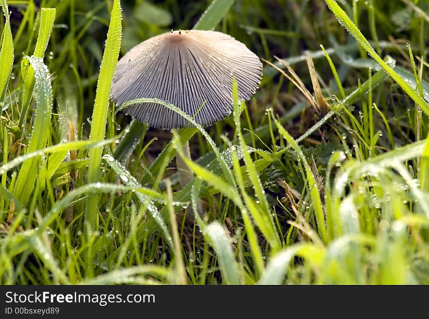 Mushroom