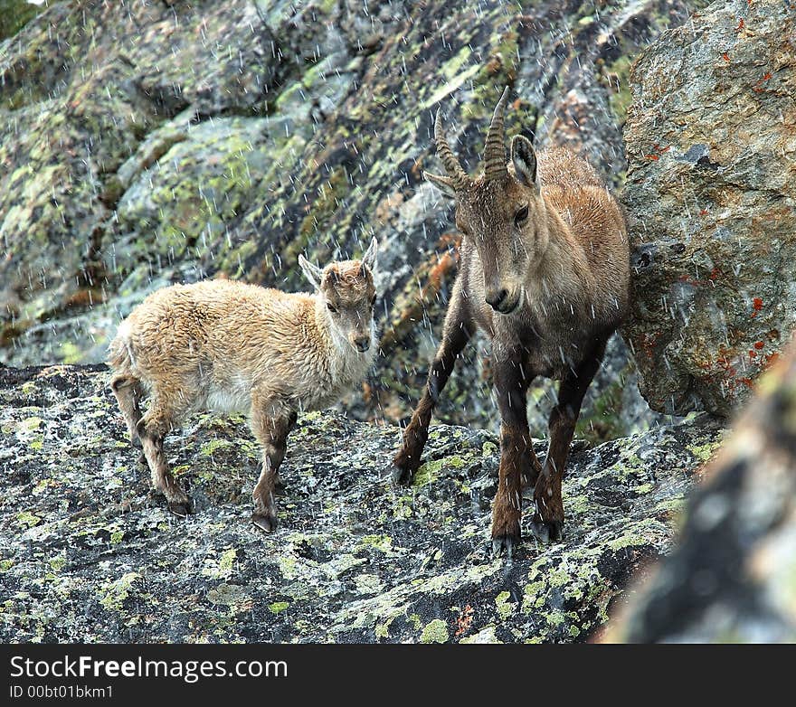 Alpine Ibex (Capra ibex), female and baby, val Veny, West Alps, Italy. Alpine Ibex (Capra ibex), female and baby, val Veny, West Alps, Italy