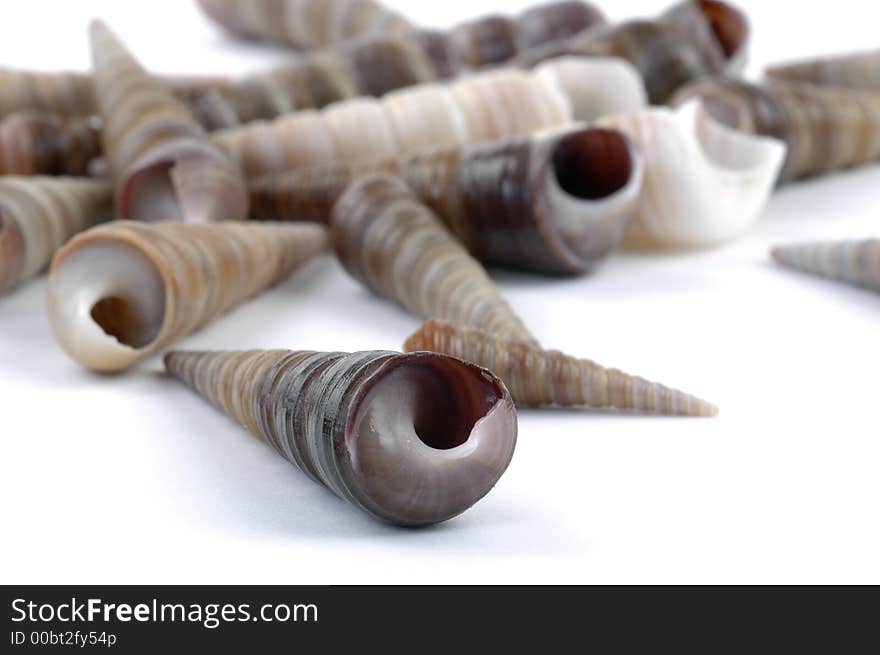 Close-up of spiral shaped sea shells. Close-up of spiral shaped sea shells.