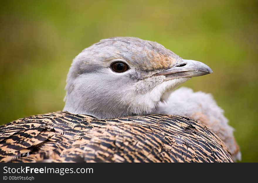 Portrait close up bustard in a zoo in Kiev. Portrait close up bustard in a zoo in Kiev