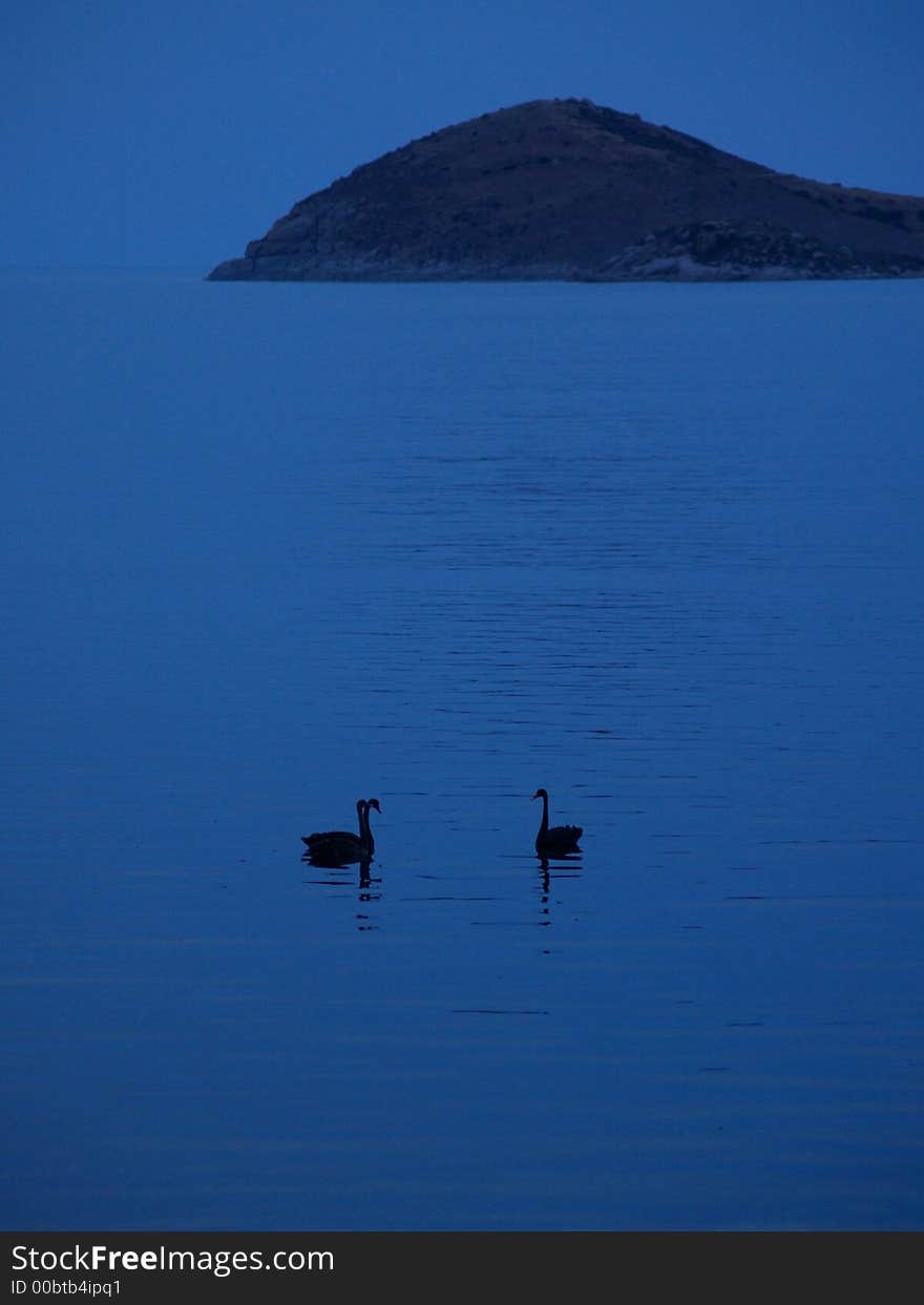 Swans in the sea sitting talking about the weather perhaps?. Swans in the sea sitting talking about the weather perhaps?