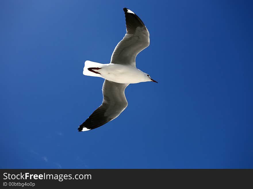 A seagulls flying in the blue sky