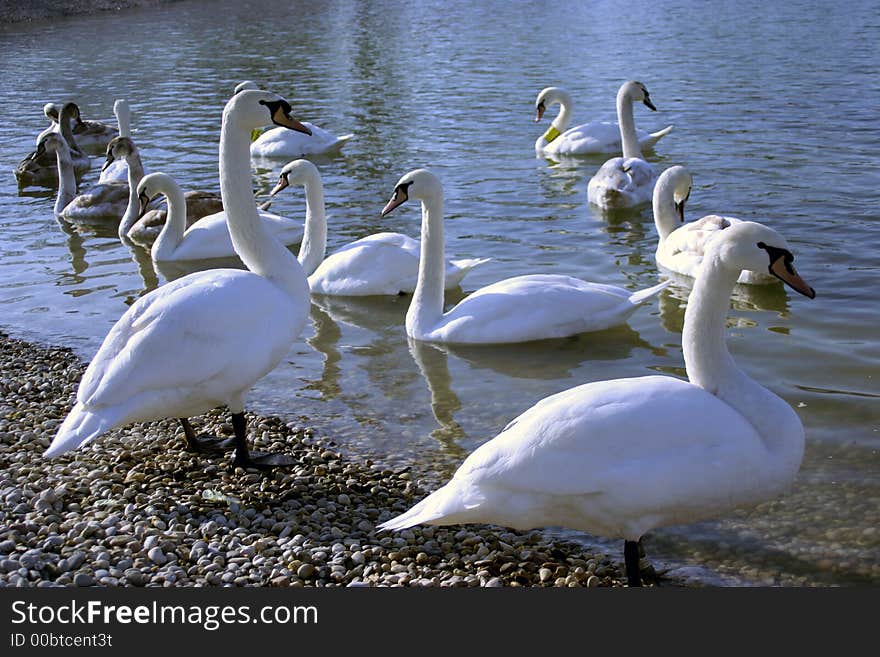 Beautiful swans on the Jarun park lake, Zagreb, Croatia