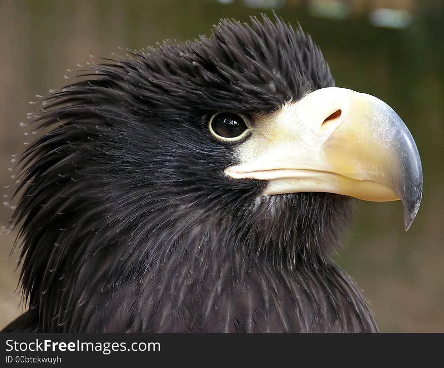 Close view of eagle´s eye and beak, full of power