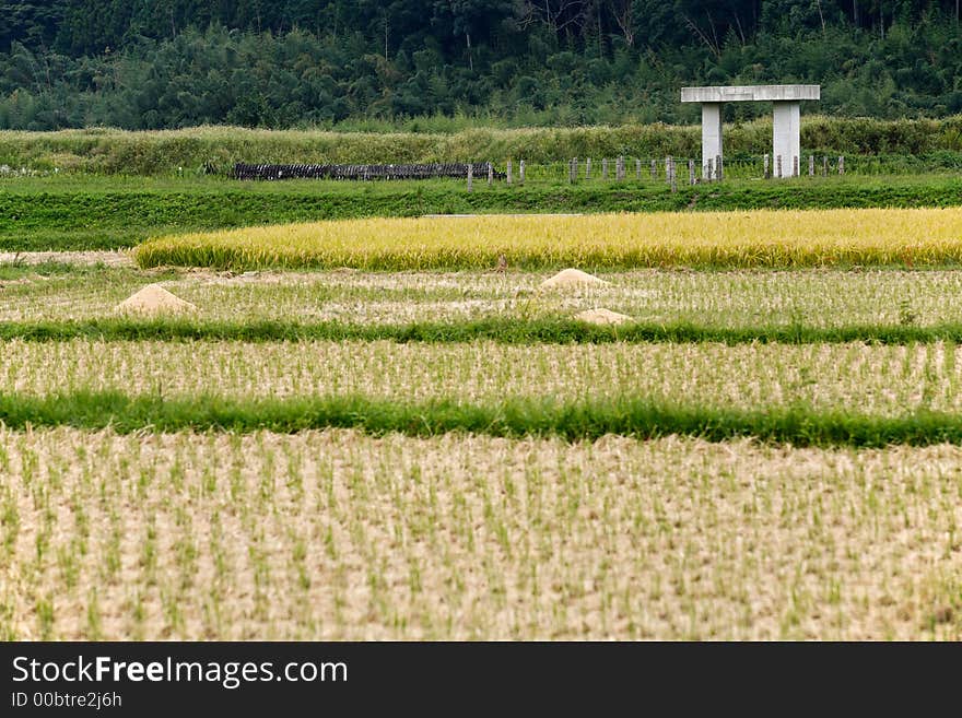 Concrete Torii in Rice Field