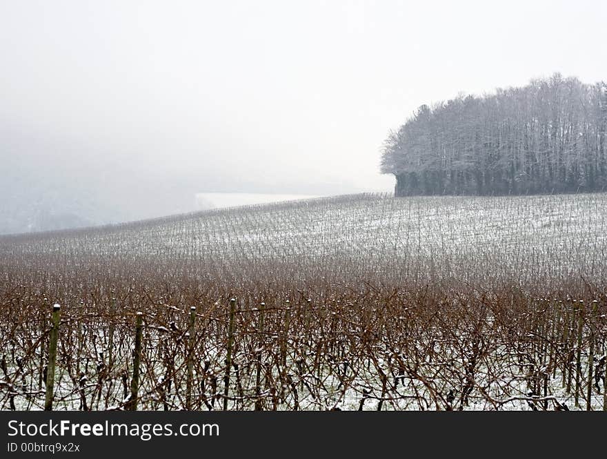 Foggy morning in vineyard