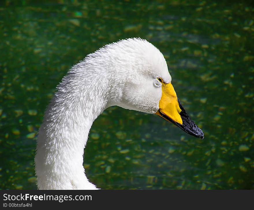 White swan at the pool