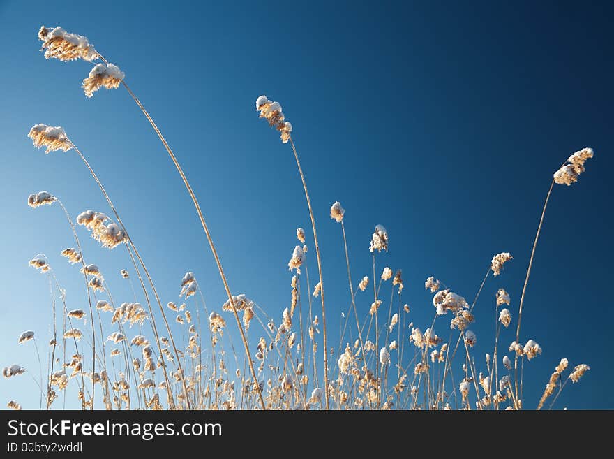 Frozen cane on a background of a sky. Frozen cane on a background of a sky