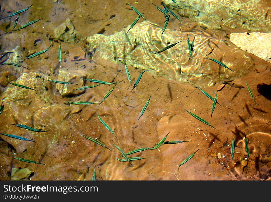 Philippines Islands Fish