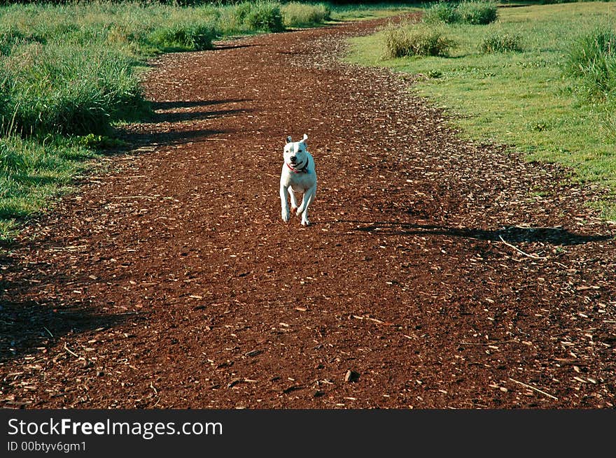 Dog on the Run!