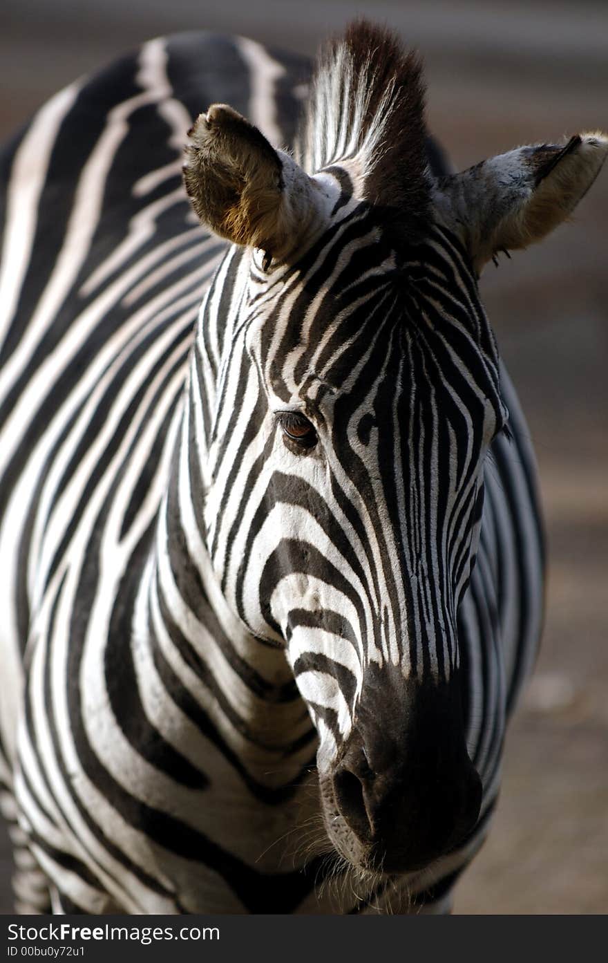 Zebra