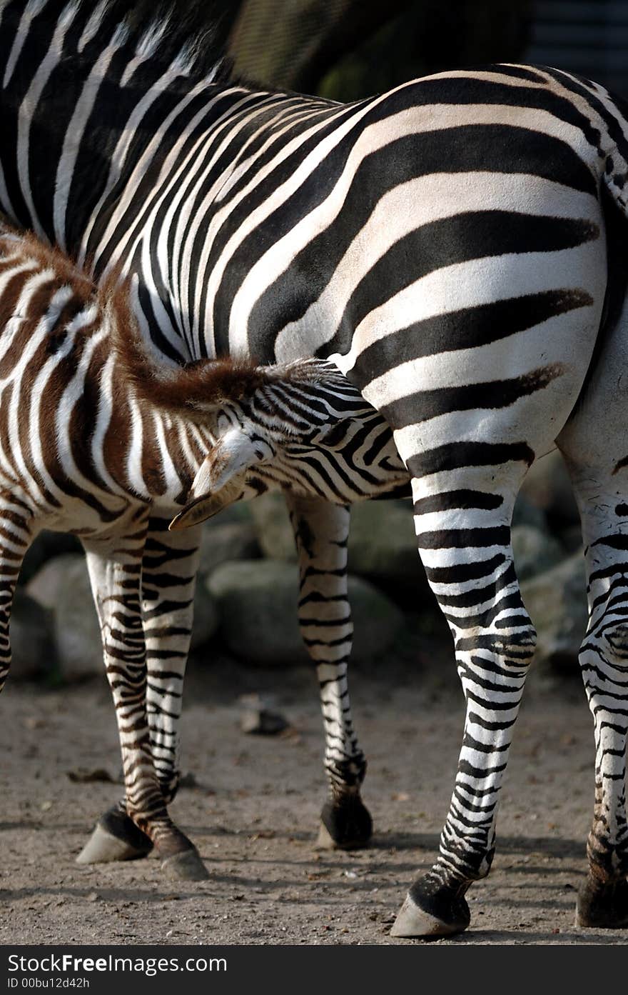 Zebra feeding